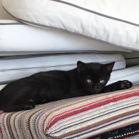 Bombay, Kedi  KAHVE fotoğrafı