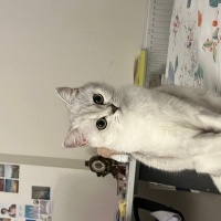 British Shorthair, Kedi  Luna fotoğrafı