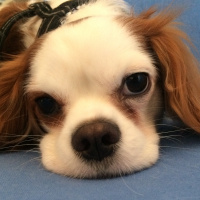 Cavalier King Charles Spanieli, Köpek  Jesse fotoğrafı