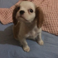 Cavalier King Charles Spanieli, Köpek  Jesse fotoğrafı