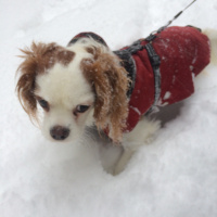 Cavalier King Charles Spanieli, Köpek  Jesse fotoğrafı