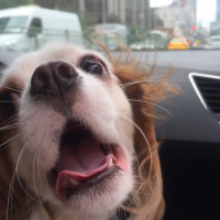 Cavalier King Charles Spanieli, Köpek  Jesse fotoğrafı