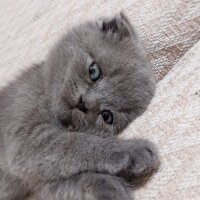 British Shorthair, Kedi  Bahar fotoğrafı