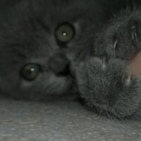 British Shorthair, Kedi  Bahar fotoğrafı