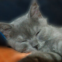 British Shorthair, Kedi  Müde fotoğrafı