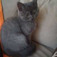 British Shorthair, Kedi  Müde fotoğrafı