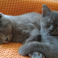 British Shorthair, Kedi  Müde fotoğrafı