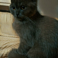 British Shorthair, Kedi  Müde fotoğrafı