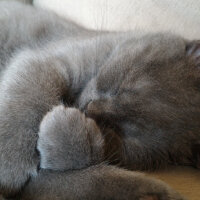 British Shorthair, Kedi  Müde fotoğrafı