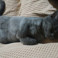 British Shorthair, Kedi  Müde fotoğrafı