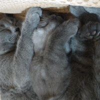 British Shorthair, Kedi  Müde fotoğrafı