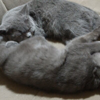 British Shorthair, Kedi  Müde fotoğrafı