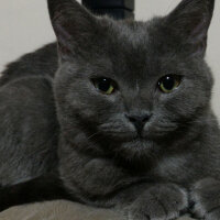 British Shorthair, Kedi  Müde fotoğrafı