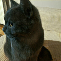 British Shorthair, Kedi  Müde fotoğrafı