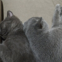 British Shorthair, Kedi  Müde fotoğrafı