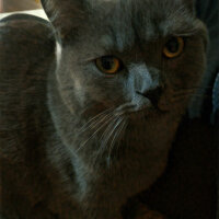 British Shorthair, Kedi  Müde fotoğrafı