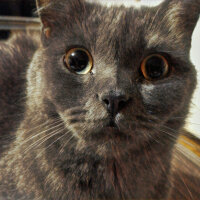 British Shorthair, Kedi  Müde fotoğrafı