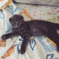 Scottish Fold, Kedi  Köpük fotoğrafı