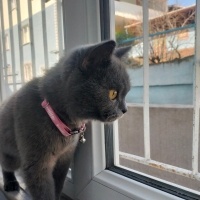 British Shorthair, Kedi  Luna fotoğrafı