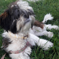 Shih Tzu, Köpek  Maya fotoğrafı