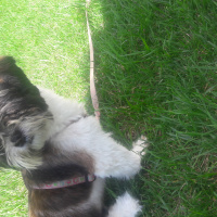 Shih Tzu, Köpek  Maya fotoğrafı