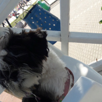 Shih Tzu, Köpek  Maya fotoğrafı