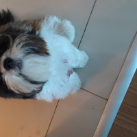 Shih Tzu, Köpek  Maya fotoğrafı