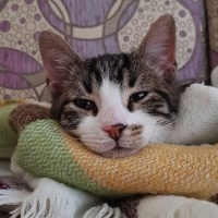 Tekir Kedi, Kedi  BAL fotoğrafı