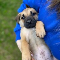 Presa Canario, Köpek  Lili fotoğrafı