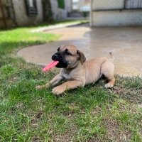 Presa Canario, Köpek  Lili fotoğrafı