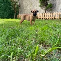 Presa Canario, Köpek  Lili fotoğrafı