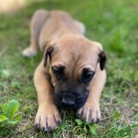 Presa Canario, Köpek  Lili fotoğrafı