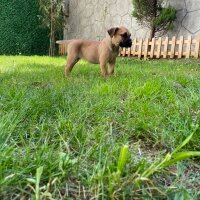 Presa Canario, Köpek  Lili fotoğrafı