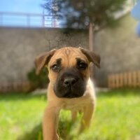 Presa Canario, Köpek  Lili fotoğrafı