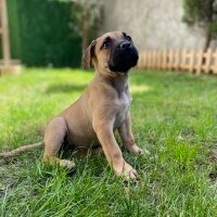 Presa Canario, Köpek  Lili fotoğrafı