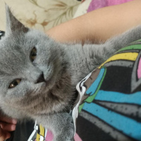Scottish Fold, Kedi  Leydi fotoğrafı