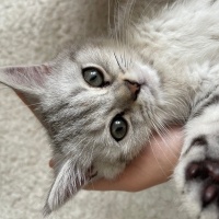 British Shorthair, Kedi  İsimsiz fotoğrafı