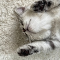 British Shorthair, Kedi  İsimsiz fotoğrafı
