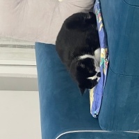 Tekir Kedi, Kedi  Paşa fotoğrafı