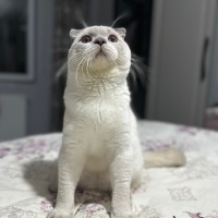 Scottish Fold, Kedi  SÜTLAÇ fotoğrafı