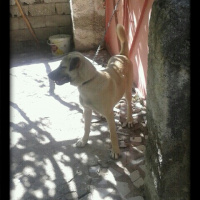 Kangal, Köpek  Paşa  fotoğrafı