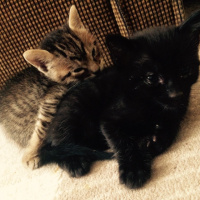 Tekir Kedi, Kedi  İsimsiz kahramanlar :) fotoğrafı