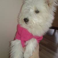 West Highland White Terrier, Köpek  ice fotoğrafı