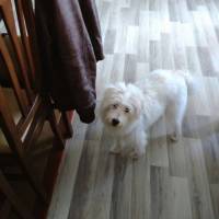 West Highland White Terrier, Köpek  ice fotoğrafı