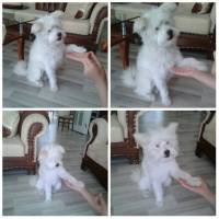 West Highland White Terrier, Köpek  ice fotoğrafı