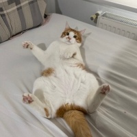 Sarman, Kedi  Mısır fotoğrafı