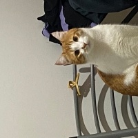 Sarman, Kedi  Mısır fotoğrafı