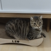 Tekir Kedi, Kedi  LEO fotoğrafı
