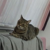 Tekir Kedi, Kedi  LEO fotoğrafı