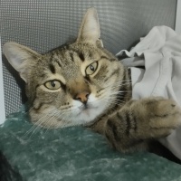 Tekir Kedi, Kedi  LEO fotoğrafı